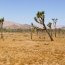 Joshua Tree