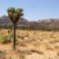 Joshua Tree