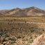 Joshua Tree