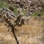 Joshua Tree