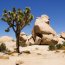 Takový klasický obrázek Joshua Tree