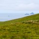 Na obzoru Skellig Michael, určitě dobrý cíl na cestu lodí. Na obzoru Skellig Michael, určitě dobrý cíl na cestu lodí.