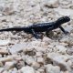 Mlok černý (Salamandra atra) Mlok černý (Salamandra atra)