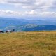 Divocí nebo spíš polodivocí koně Divocí nebo spíš polodivocí koně